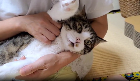 飼い主さんに前足上げられ猫