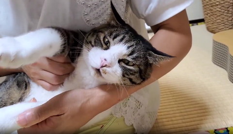 前足を前に突き出す猫ちゃん