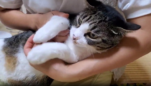 前足そろえて抱っこされてる猫