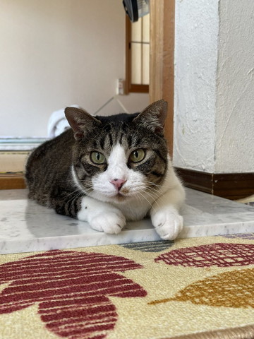伏せしてる猫