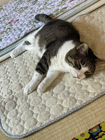 麻のマットで寝る猫