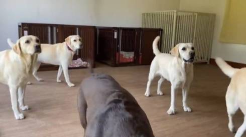 保育園にいる犬たち