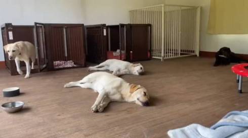 並んで寝る犬たち