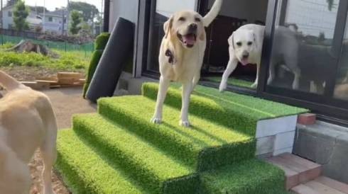 園庭にいる大型犬