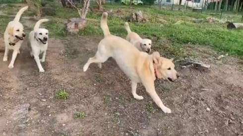 駆け回る犬たち