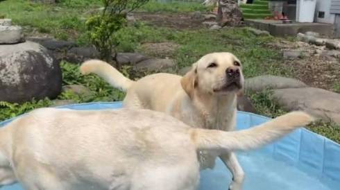 プール楽しむ犬