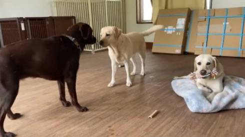 穏やかなスタッフ犬