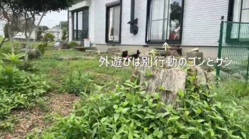 小さいワンコと大型犬