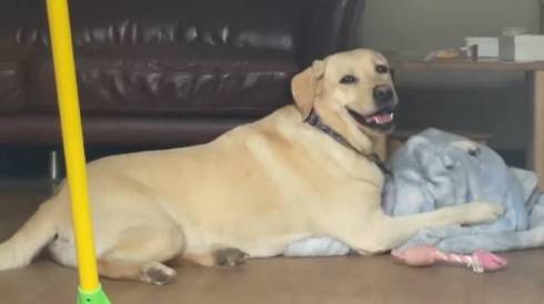 今日も元気なデカワンコ