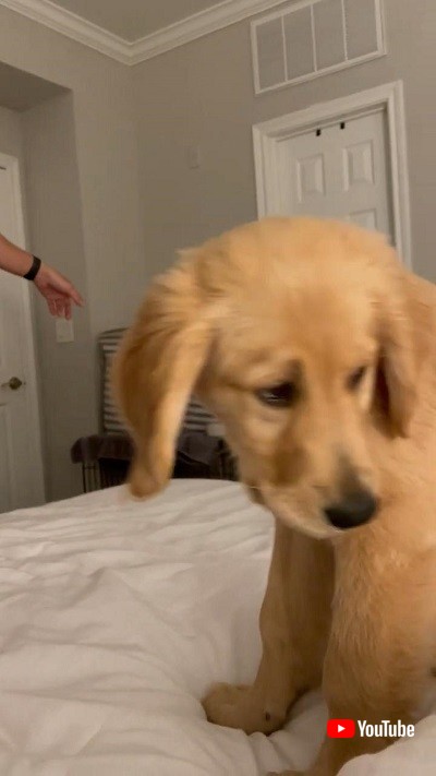 ベッドがいい犬