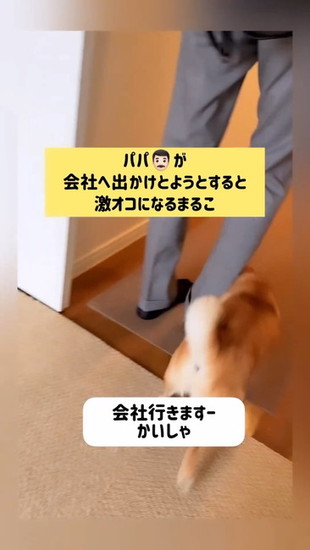 足に絡む犬