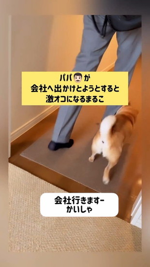 追いかける犬
