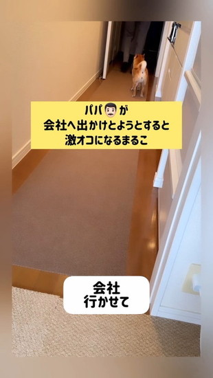 玄関で見送る犬