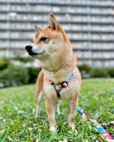 リードをつけた犬