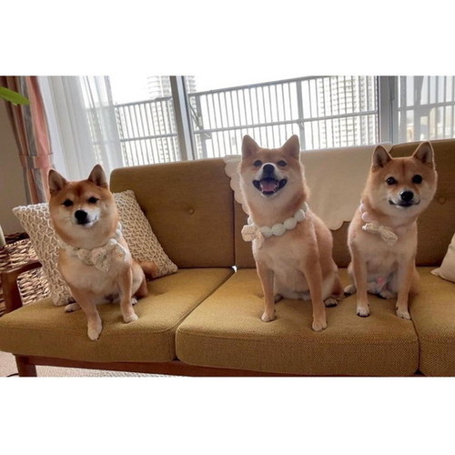 着飾った犬たち