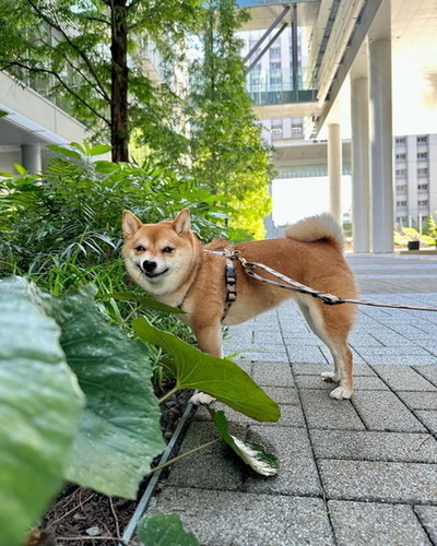 草をかむ犬