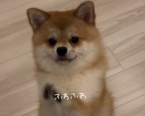 犬アップ