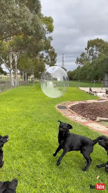 風船で遊ぶワンコたち