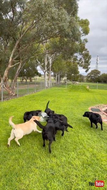 風船で遊ぶワンコたち