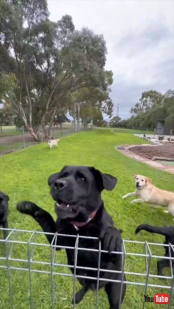 風船で遊ぶワンコたち