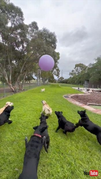 風船で遊ぶワンコたち