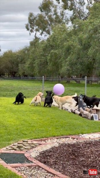 風船で遊ぶワンコたち