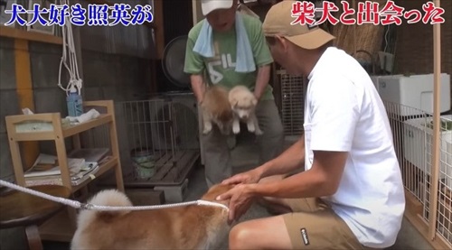 照英さんが柴犬とふれあい