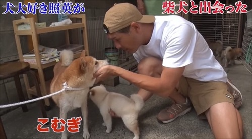 照英さんが柴犬とふれあい