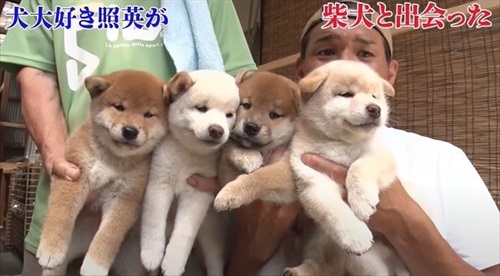 照英さんが柴犬とふれあい