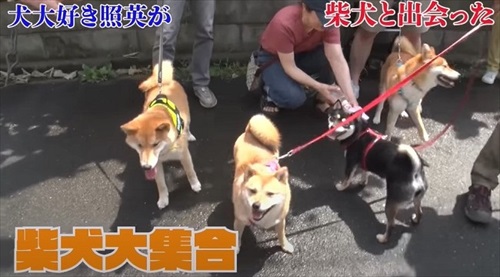照英さんが柴犬とふれあい