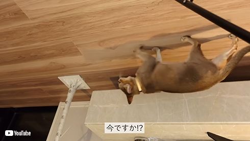 貴島明日香と妹たち