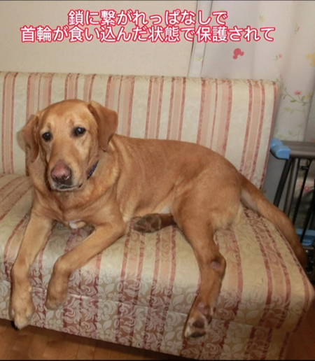 鎖につながれっぱなしのワンコ