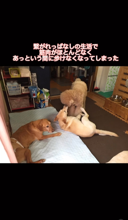 つながれっぱなしの犬