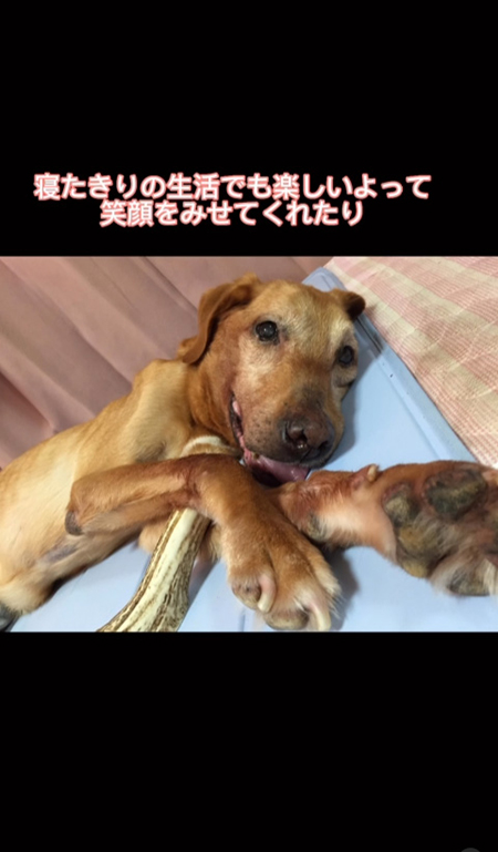 寝たきりのワンコ
