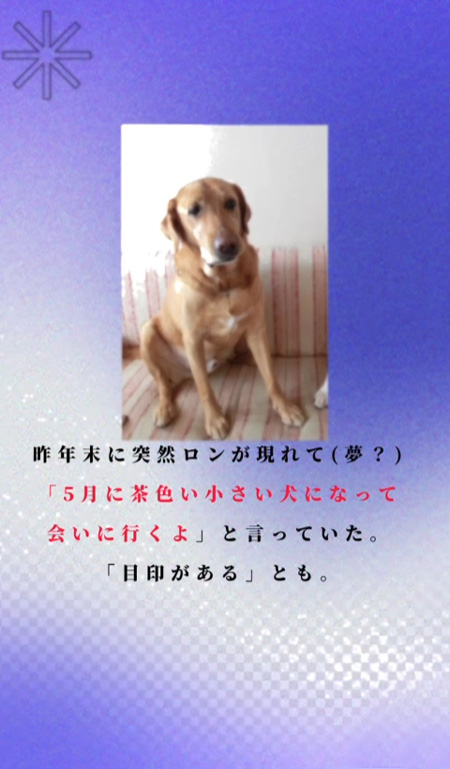 6年後のワンコ
