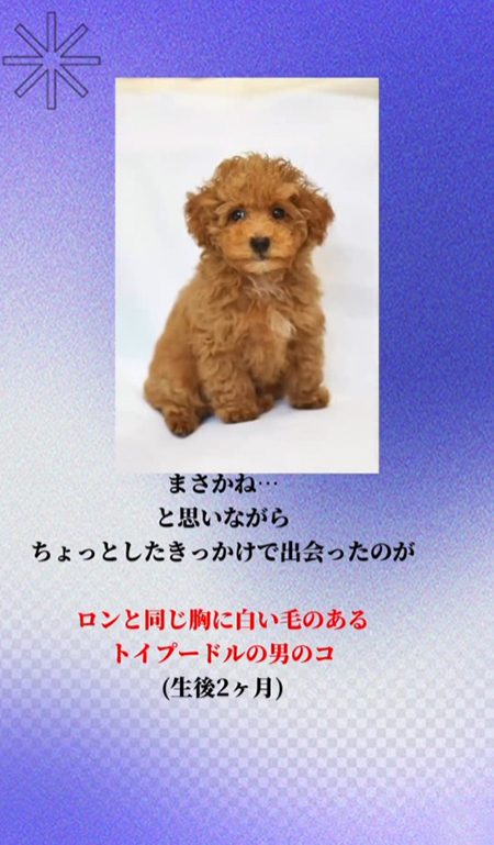 新入りの子犬