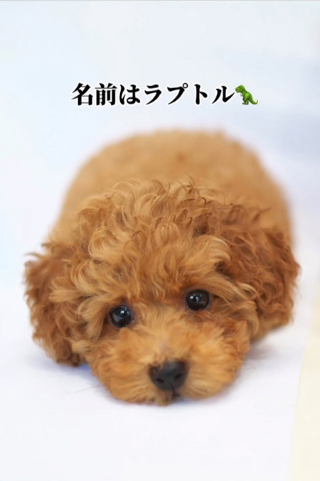 トイプードルの子犬