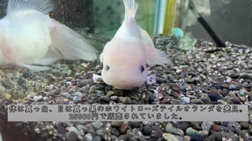 ゆずってもらった金魚