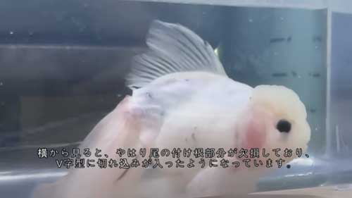 元気がない金魚