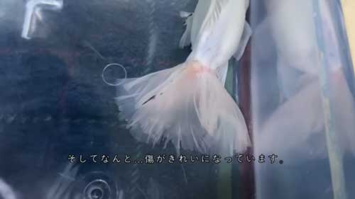 傷がきれいになった金魚