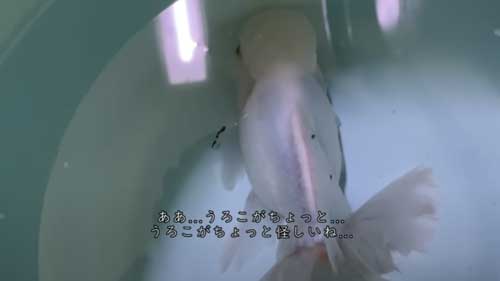 別の症状になった金魚
