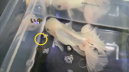 餌を食べない金魚