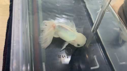 餌を与えた飼い主