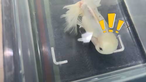 食べてくれた金魚