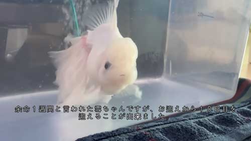 10日目を迎えた金魚