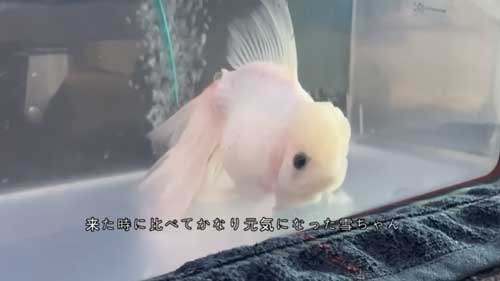 回復した金魚