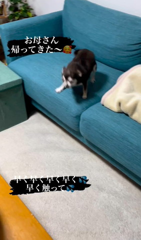 仁王立ちぶれてるワンコ