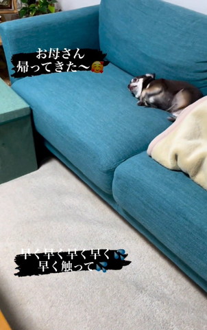 ソファに背中つけてゴロンするワンコ