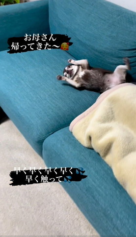 ヘソ天ワンコ遠くから