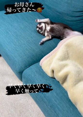 前足あげてるワンコ少し近づく